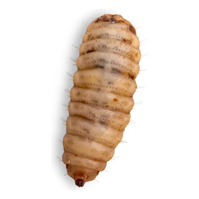 Larvas Grandes Y Vivas De Mosca Soldado Negra De Fluker 500 