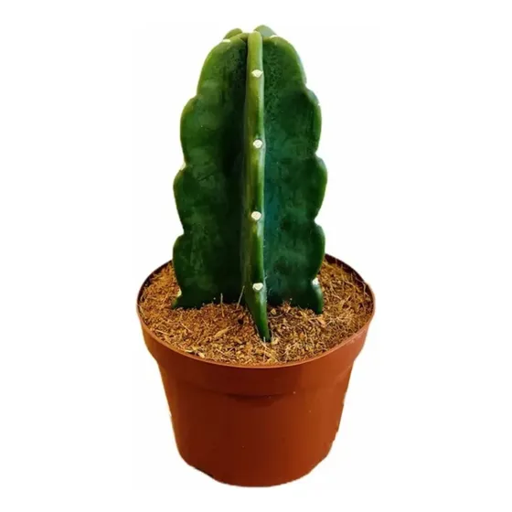 Cacto Mandacaru Sem Espinhos Exótico P11 Planta Natural