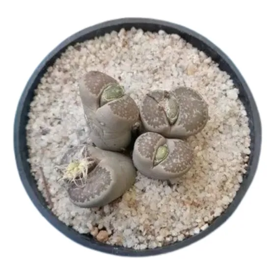 Lithops 4 Cabezas Maceta 5 Pulgada Piedra Viviente Suculenta