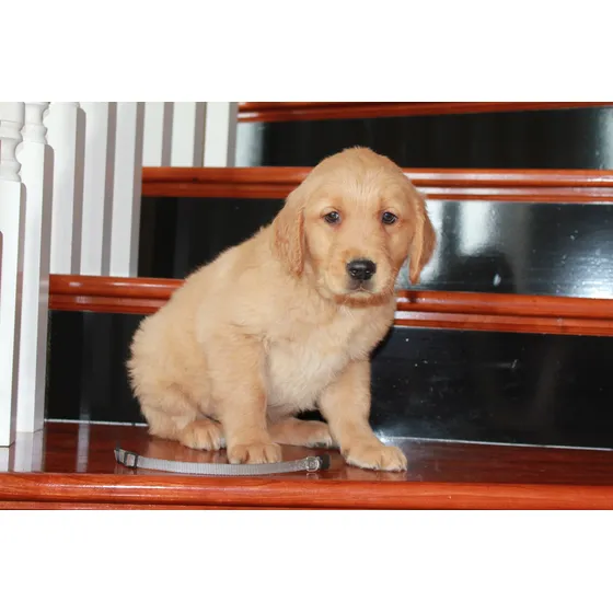 Cachorras Y Cachorros De Criadero Pinamar Golden Retriever