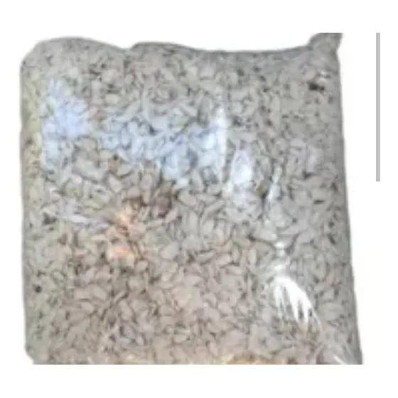 6000 Limoncillo Para Cercas Vivas