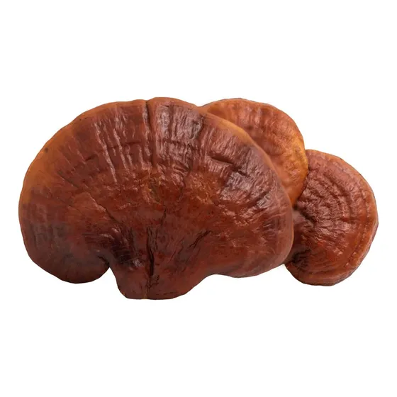 Hongo Reishi - Entero Liofilizado Ganoderma Lucidum 1 Kilo