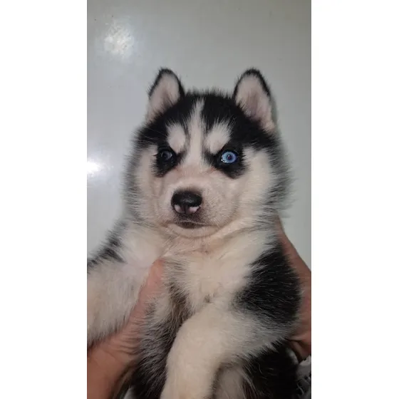 Siberian Husky
