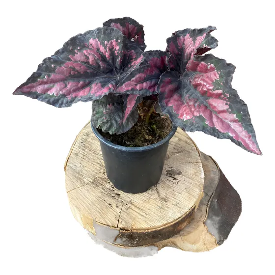 Begonia Rex Planta De Colección