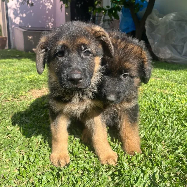 Hermosos Cachorros Ovejero Alemán Pelo Corto! Únicos