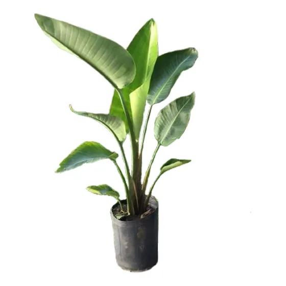 Strelitzia Reginae/nicolai Gigantes Flor De Pájaro.15 Litros