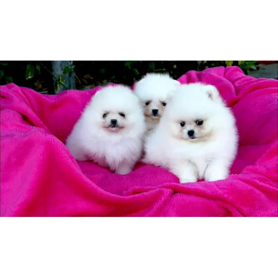 Cachorros Pomerania Vacunados