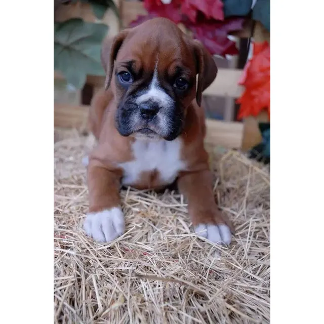Cachorros Boxer 