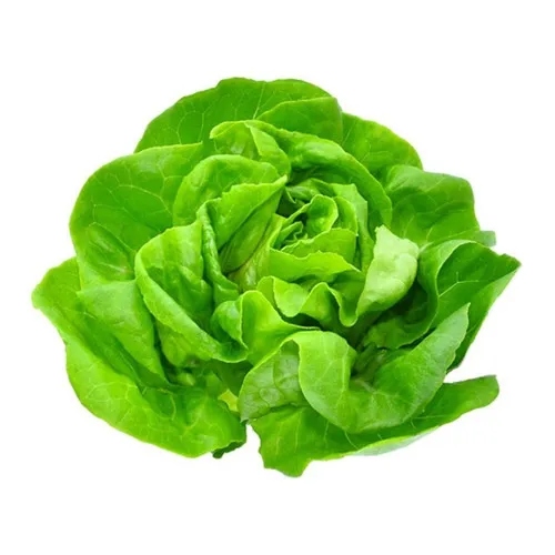 Semilla de lechuga mantecosa AS