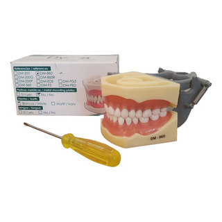 Tipodonto Adulto Columbia Dm-860 Modelo De 32 Dientes Tipodonto Adulto Columbia Dm-860 Modelo De 32 Dientes