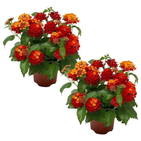 Lantana Camara !  Arbusto Florífero, Atrae Collibriés