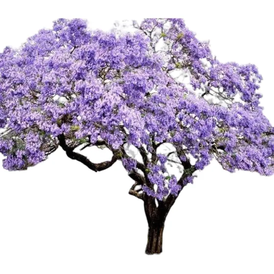 Kiri -el Árbol Que Puede Salvar El Mundo Rápido Crecimiento