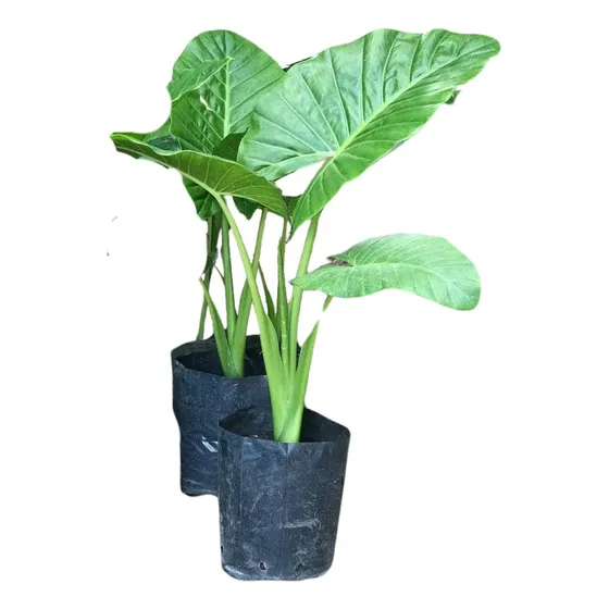 Combo X3 Alocasias Orejas De Elefante En 3 Litros Ofertas
