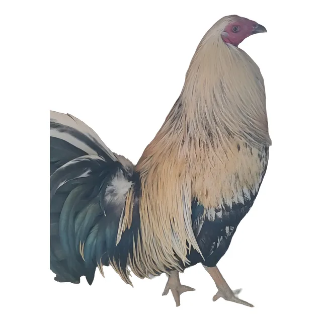 Gallos De Pelea, Pollitos, Pollones, Grey Hatch
