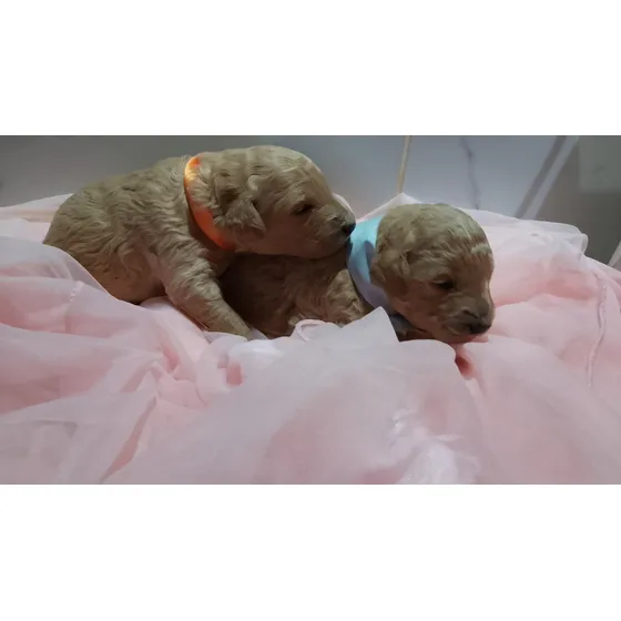 Caniche Mini Toy