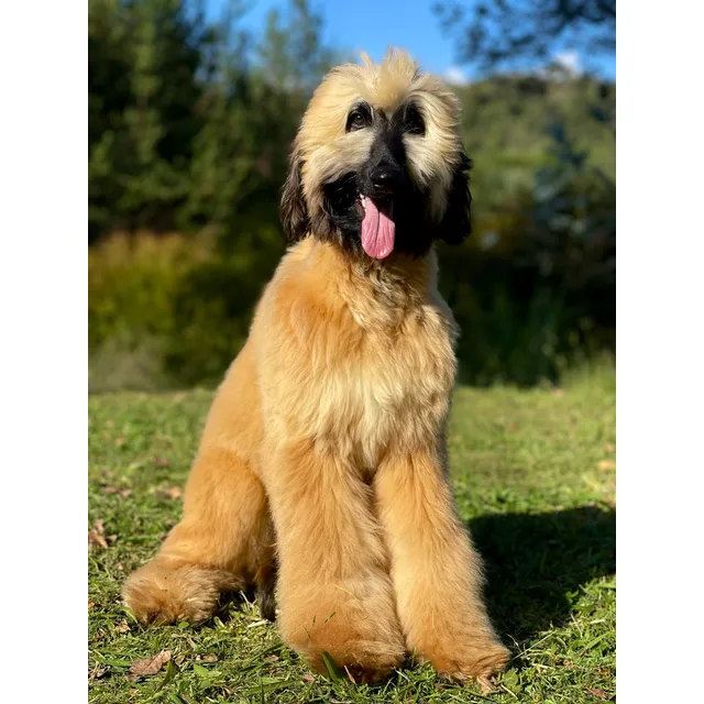 Cachorros Lebrel Afgano Puros Con Registro Pedigree Medellín