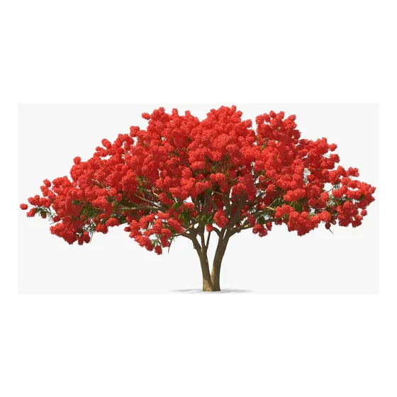 Chivato Delonix Regia Arbol De Fuego 1.60 Maceta 10 Litros