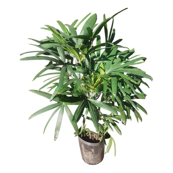 Raphis Excelsa - Planta Interior - Mediasombra - M 10 Lts