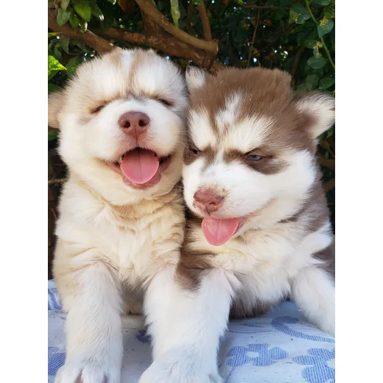 Filhotes De Husky Siberiano  - Femeas Wooly 