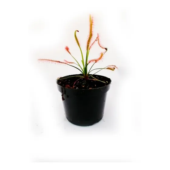Planta Carnívora Drosera Capensis Típica Adulta P10 