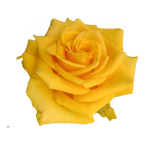Kit 2 Mudas De Rosas Amarela Perfumada