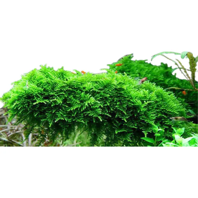 Christmas Moss