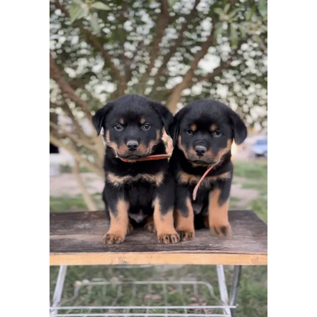 Rottweiler Puro Con Pedrigee