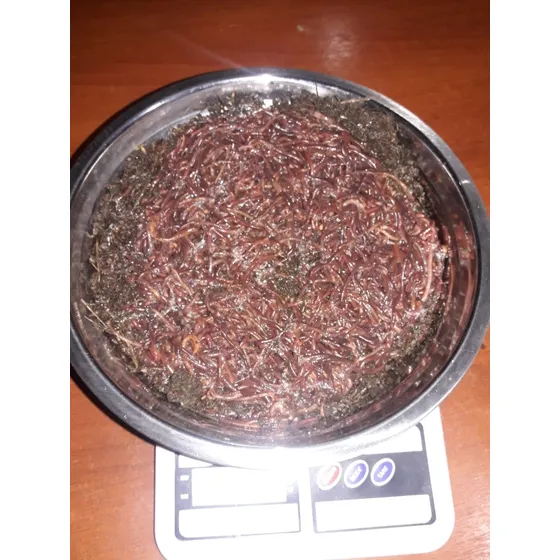1 Kilo  Lombrices Californianas Pesadas En Limpió 