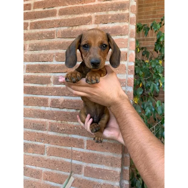Hermosos Cachorritos Salchichas Dachshund Miniatura Pequeños