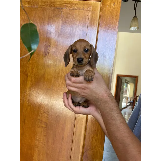Maravillosos Salchichas Dachshund Mini