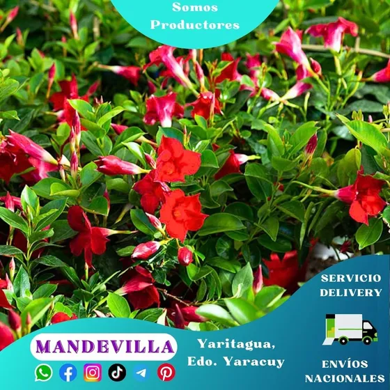Mandevilla Roja (dipladenia O Jazmín Chileno)