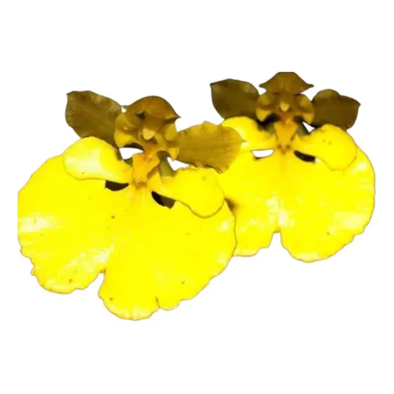 Orquidea Oncidium Orthostates