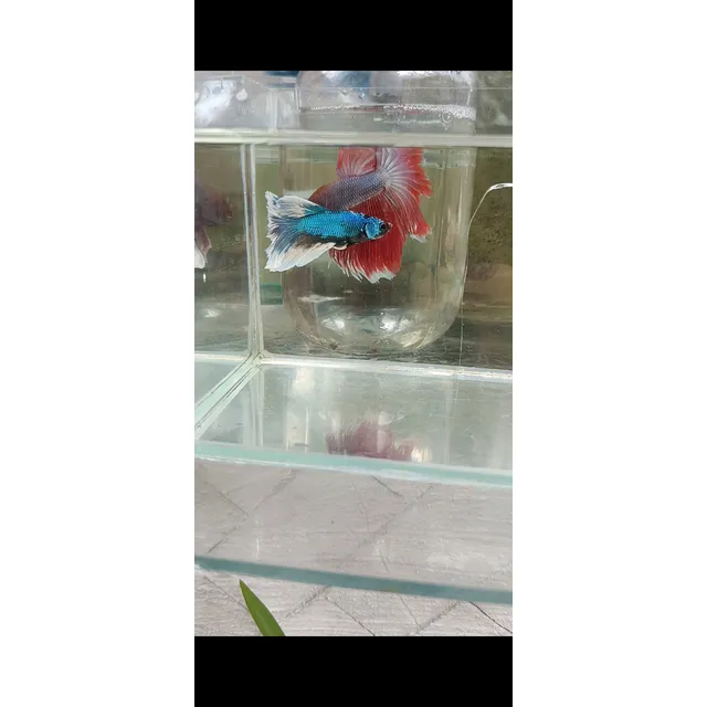 Peces Bettas