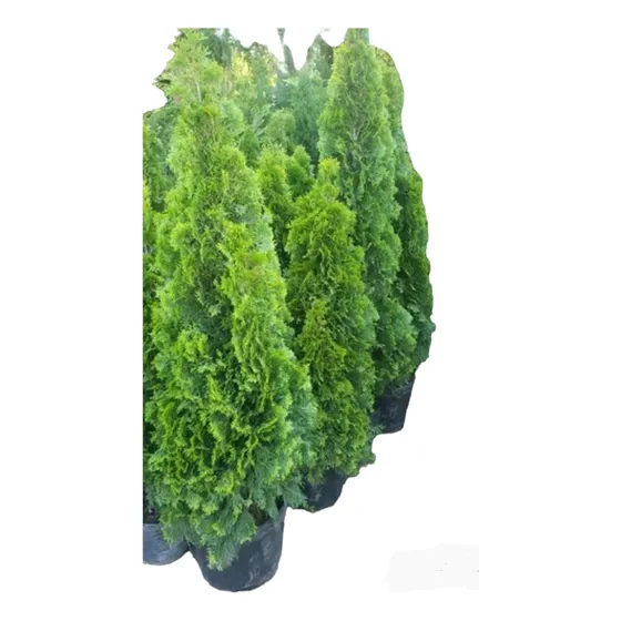 Pino Thuja Smaragd (arbol Navidad) Naturaleza Activa