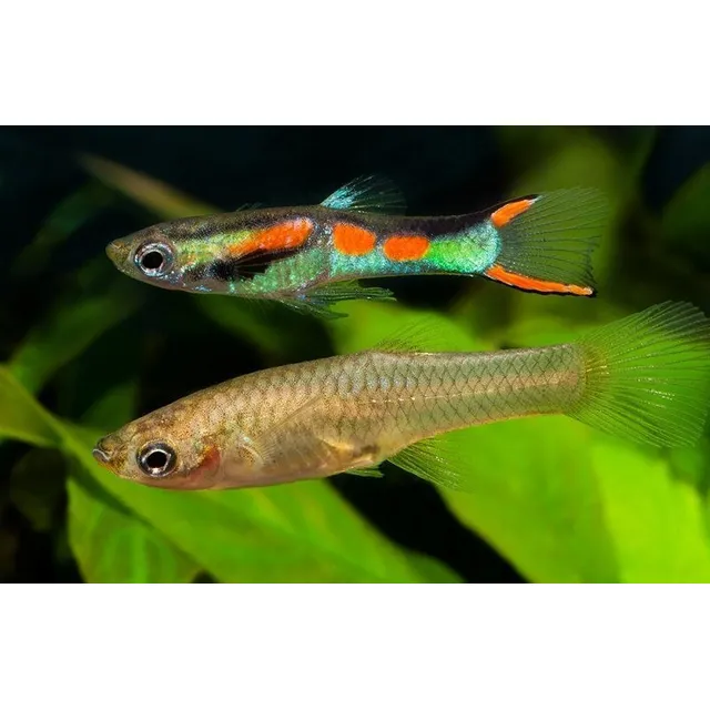 Pez Guppy Wild Pareja