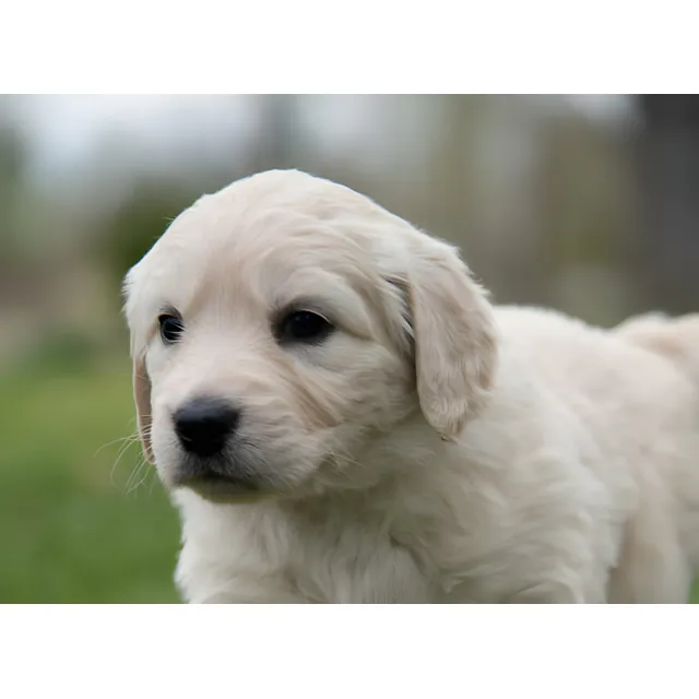Cachorros Golden Retriever Perros En Venta En Tuluá Dogs