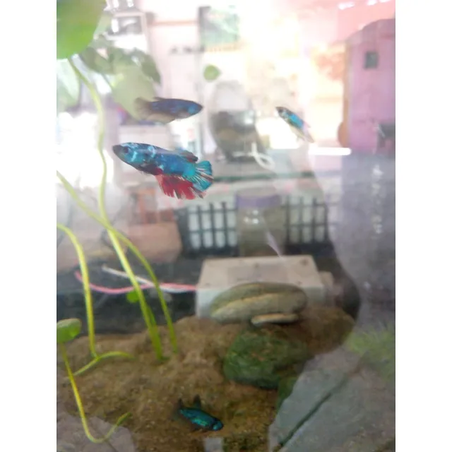 Peces Betta Juveniles