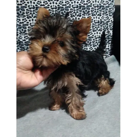 Yorkshire Terrier Hembras Acero Y Fuego