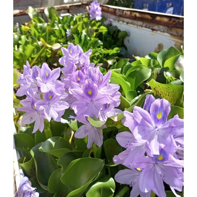 Plantas Acuaticas Flotantes