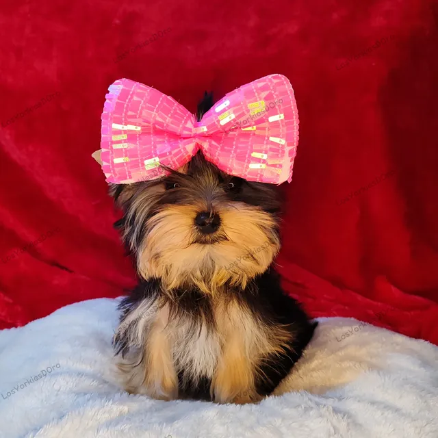 Yorkshire Terrier, Yorkies Hembras Y Machos Mascotas