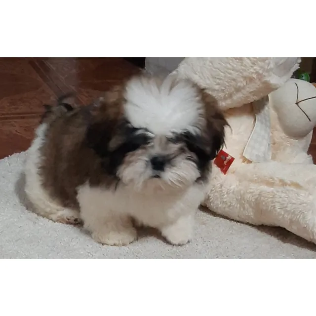 Cachorro Shih-tzu  Con Pedigree
