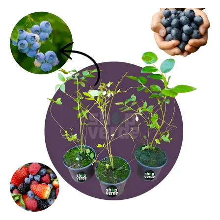 3 Mudas De Mirtilo Emerald - Clima Quente - Já Produz Azul