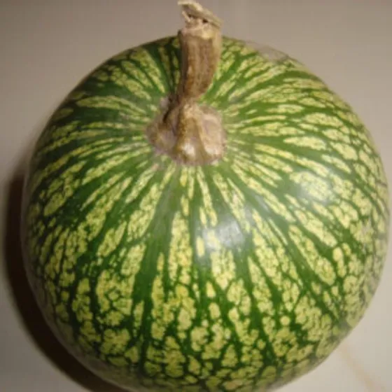 Semillas De Alcayoya