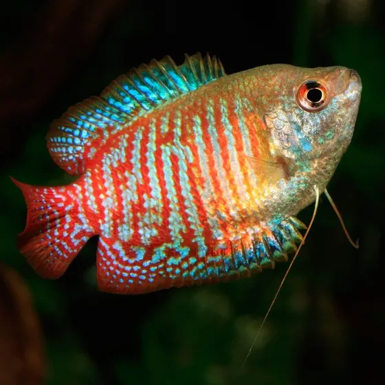 Pct. C/ 10 Peixes Colisa Lalia Macho - Água Doce - Aquário