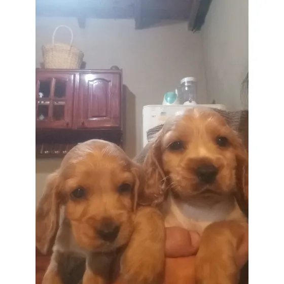 Hermoso Cachorro Cocker