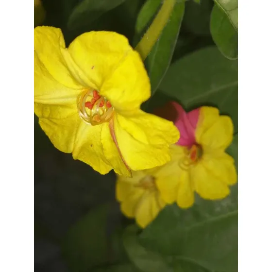 Paquete De 35 Semillas De Maravilla (jalapa Marabilia)