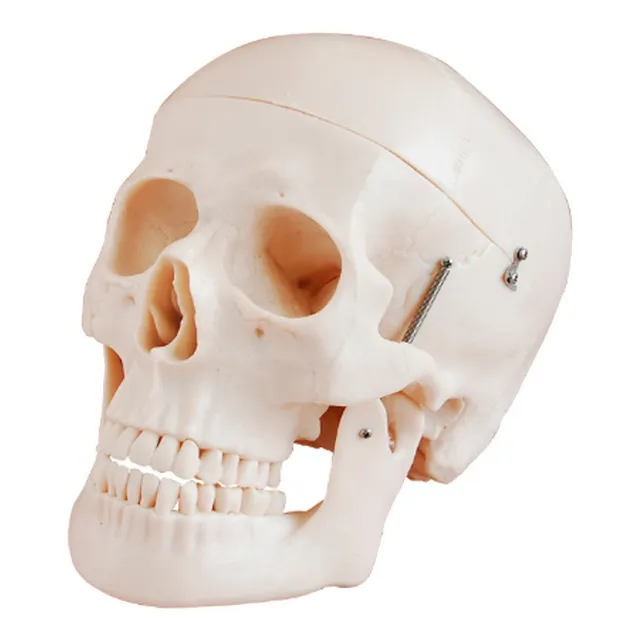 Modelo Anatomico Craneo De Tamaño Natural Mexs-104