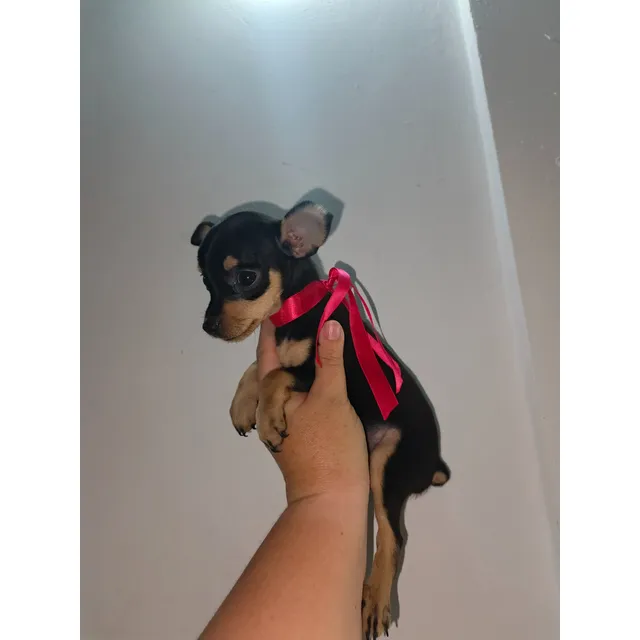 Cachorro Pinsher Miniatura