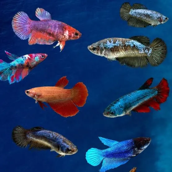Peixe Betta De Linhagem, 5 Fêmeas Plakat