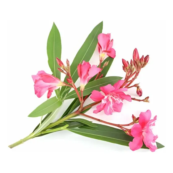 Planta Laurel De Flor Pack  X2 De 1  Metro  Gratis A Rm 